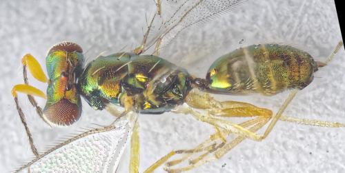 Réf. 282 840 : Chrysocharis gemma